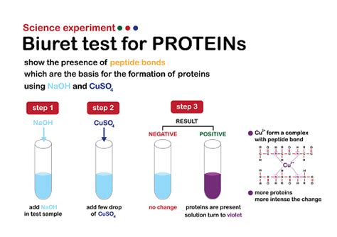 Diagramma Scientifico Mostra Lesperimento Biuret Per Il Test Delle ...