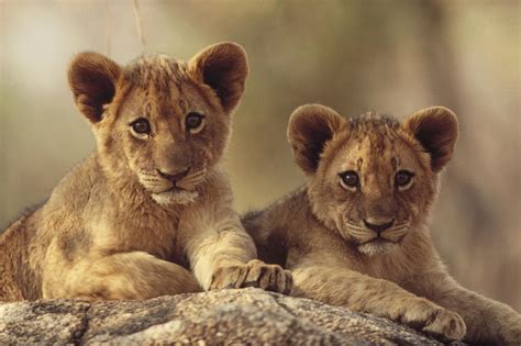 African Lion Cubs Resting On A Rock Photograph by Tim Fitzharris