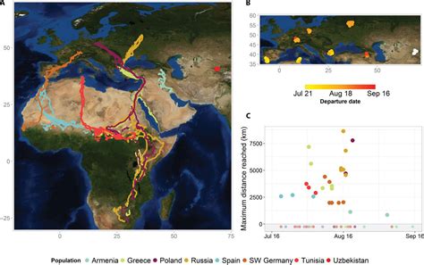 Storks Change Migration Patterns to Eat Trash