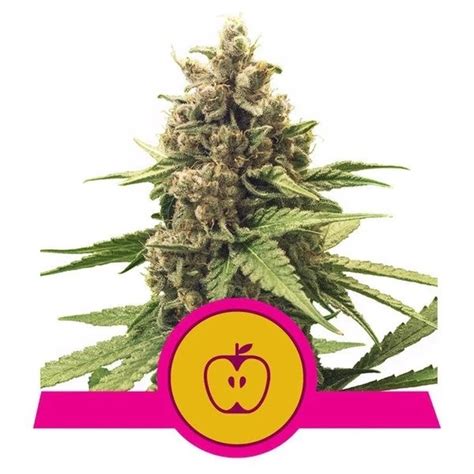 Apple Fritter Cannabis Seeds by Royal Queen Seeds - Buy Apple Fritter Cannabis Seeds | Discreet ...