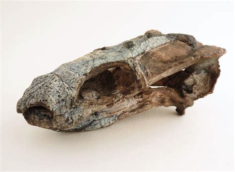 Unusual tusks in a new species of dicynodont from the Permian of Brazil | Fish fossil, Tusk, Unusual