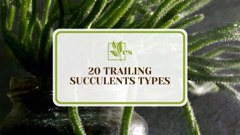 20 Trailing Succulents Types to Add to Your Collection