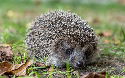 Close-up, hedgehog in nature background - Creative Commons Bilder