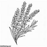 Harvest Lavender 2 Flower Coloring Pages  For Kids – Smart sketch template