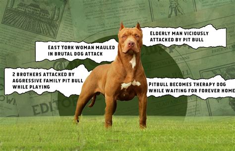 Are Pitbulls Dangerous? Exploring Truths About Their Nature.