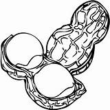Peanut clipart coloring Transparent FREE For Download  sketch template