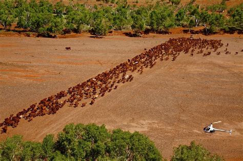 Aerial Mustering – Fortescue Helicopters