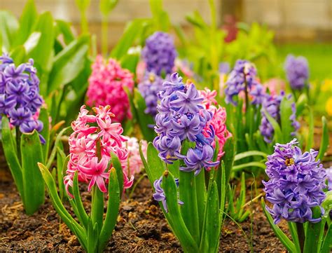 Hyacinth Guide: How to Grow & Care for "Hyacinthus Orientalis"