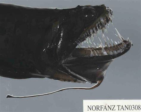 Common Black Dragonfish, Idiacanthus atlanticus Brauer, 1906 - The Australian Museum