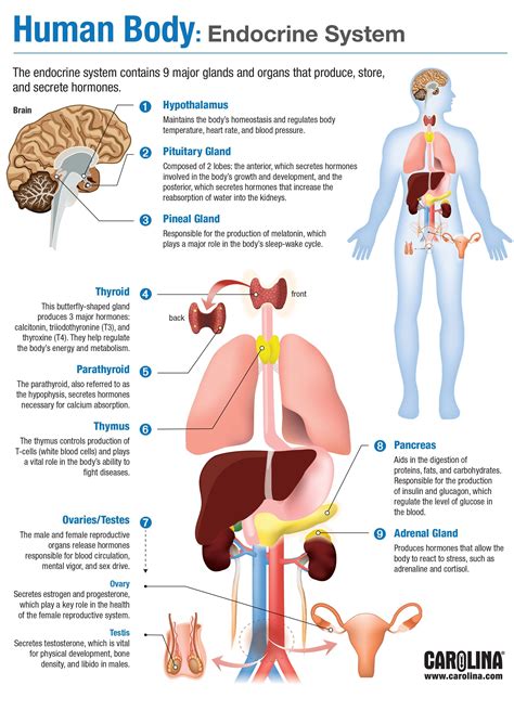 Endocrine System | Human anatomy and physiology, Endocrine system nursing, Endocrine system