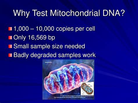 PPT - Heteroplasmy and Forensic Mitochondrial DNA Testing PowerPoint ...