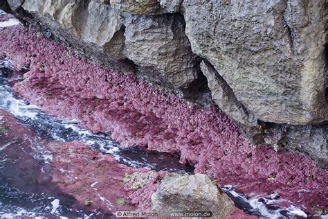 Photo of Pink algae on rocks. Cefalu, Sicily, Italy