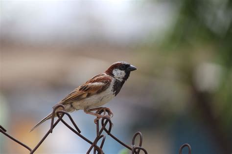 The Great Indian Sparrow by Pruthvi Sena Reddy on 500px | Sparrow ...