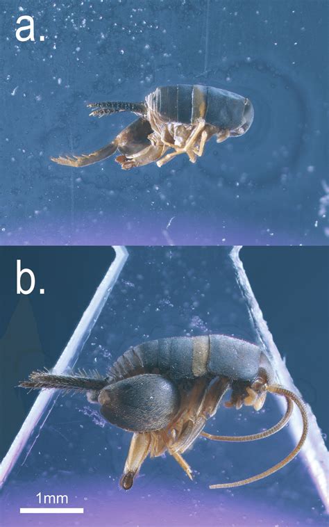 Specimens (same as those shown in Fig. 1) of the two Myrmecophilus ...