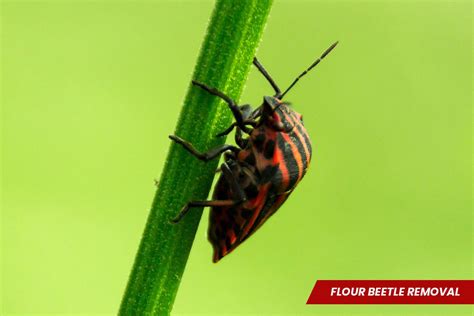 Flour Beetle Removal - Icon Pest - Pest & Wildlife Control Services