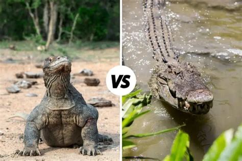 Komodo Dragon vs Crocodile: Differences And Similarities