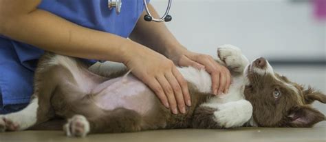 Canine Respiratory Illness | PetPlace.com