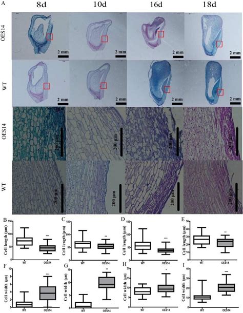 ZmSLG1 decreased the pericarp cells length and increased pericarp cells ...