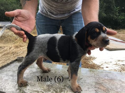 Bluetick Coonhound Puppies For Sale | Clermont, GA #241903