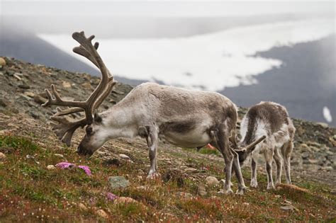 Two Wild Reindeer Eating Grass And Flowers Stock Photo & More Pictures ...