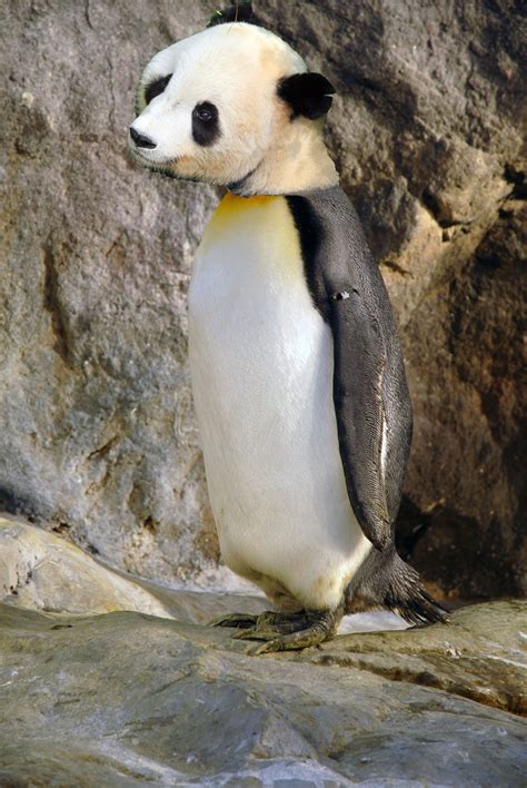 5 Google Animals for 2013 - Panda & Penguin Are So 2011/2012