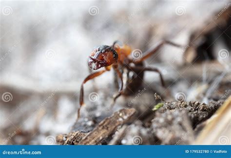 Big Red Forest Ant in Natural Habitat Stock Photo - Image of habitat, worker: 179532780