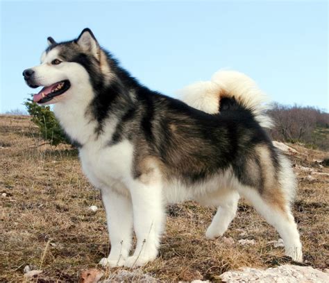 The Alaskan Malamute: Things To Know (2019)
