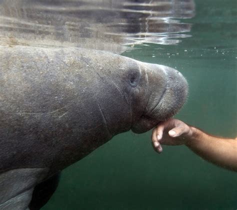 Manatee Teeth: Anatomy and Function - American Oceans