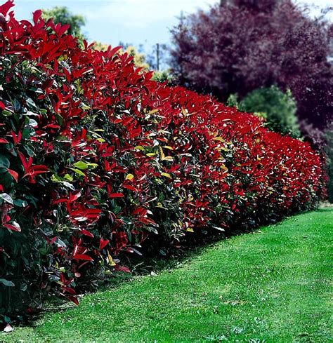 Photinia red robin hedge | Garden hedges, Fence plants, Front yard ...