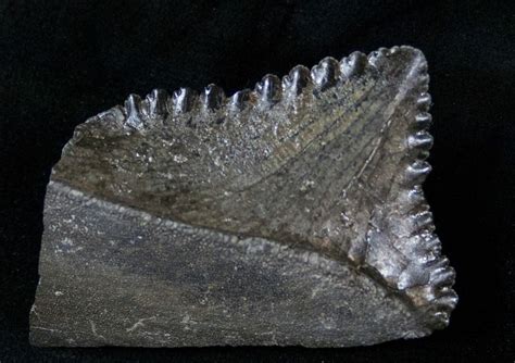 Big Edestus Shark Tooth In Jaw - Carboniferous (#15920) For Sale - FossilEra.com