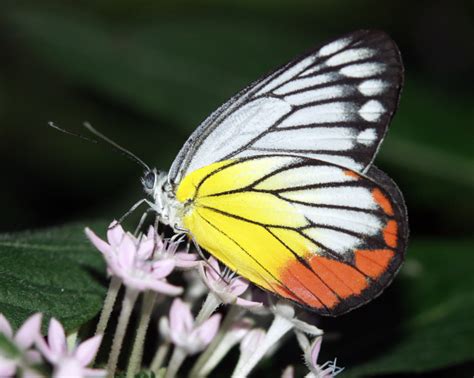 Delias hyparete in the Christina Reiman Butterfly Wing at Reiman Gardens - Photostream - Iowa ...