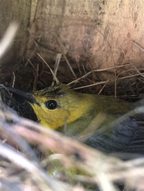 Prothonotary Warbler nest box project: 2022 update — Delta Wind Birds