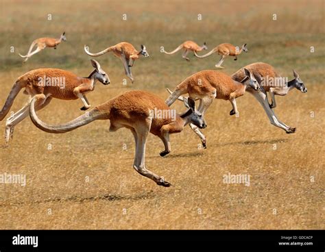 Red Kangaroo, macropus rufus, Australia, Group running Stock Photo - Alamy