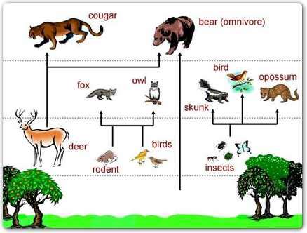 Deciduous Forest Food Web