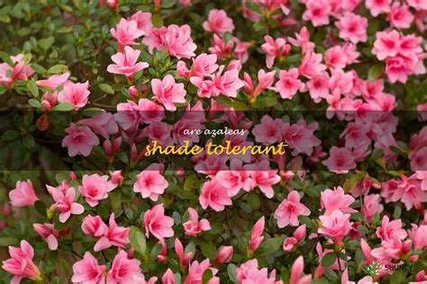 How To Grow Azaleas In The Shade: A Guide To Shade Tolerance | ShunCy