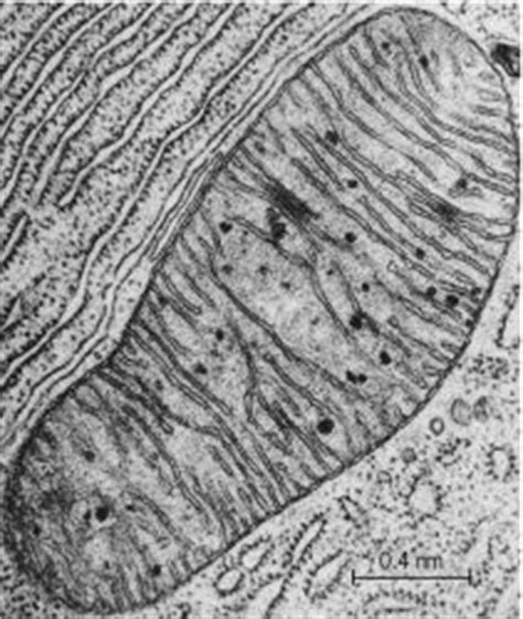 Mitochondria | Article about mitochondria by The Free Dictionary