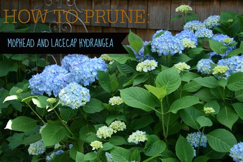 How to Prune Hydrangeas (Video Tutorial) ⋆ North Coast Gardening | Hydrangea garden, Lawn and ...