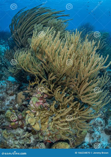 Fringing Reef of Coral in Bonaire. Caribbean Diving Holiday Stock Photo - Image of beach ...