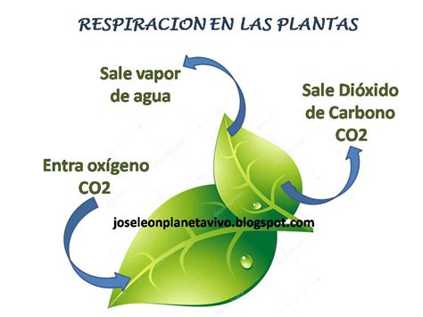 Planeta Vivo: La Respiración en las plantas.