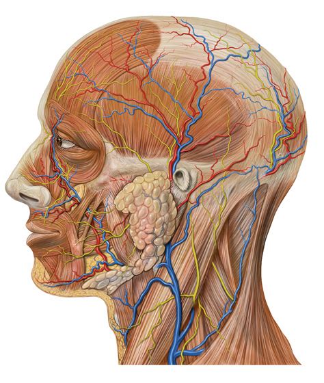 File:Lateral head anatomy detail.jpg - Wikipedia