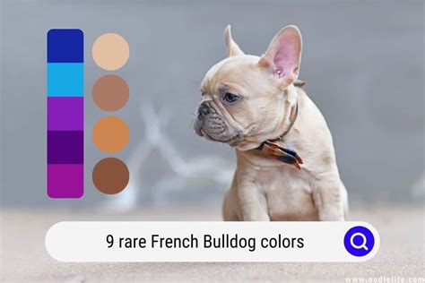 9 RARE French Bulldog Colors (Photos) - Oodle Life