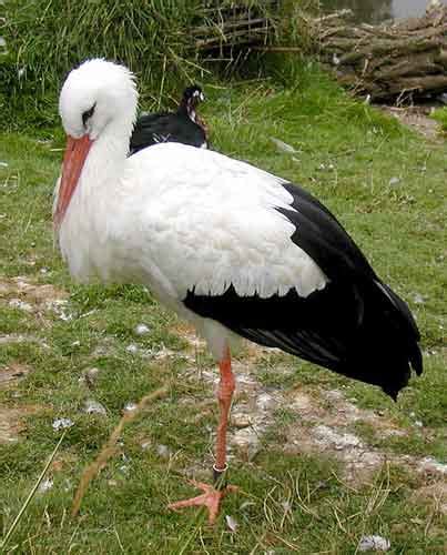 White Stork Facts, Habitat, Migration, Diet and Pictures