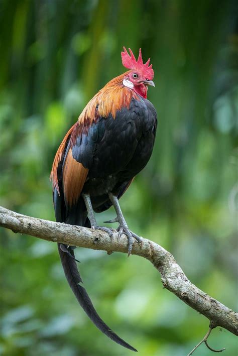 Red Junglefowl (Gallus gallus) Asia and Indonesia Beautiful Chickens, Beautiful Birds, Animals ...