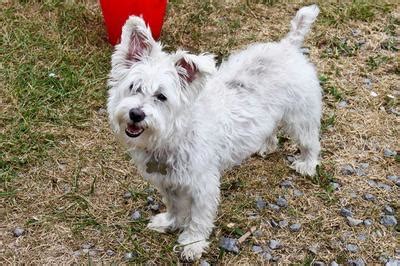 Maltese Westie Mix