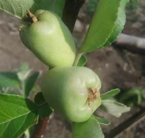 Indian Farmers Are Producing Apples Where They Never Grew Before ...