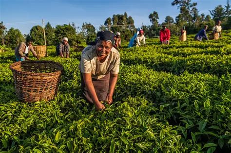 1000+ Tea Plantation Pictures | Download Free Images on Unsplash