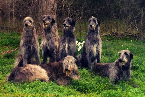 Scottish Deerhound - Temperament, Lifespan, Shedding, Puppy