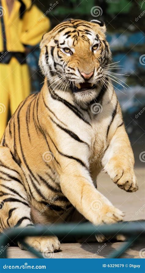 Tiger of circus stock image. Image of beast, tiger, tractable - 6329079