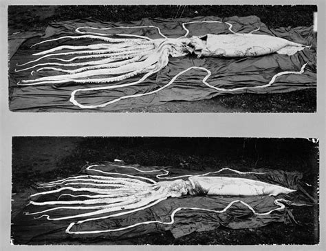 Kjempeblekksprut - Giant Squid | I 1896 ble det funnet to kj… | Flickr
