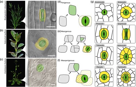 Form, development and function of grass stomata - Nunes - 2020 - The ...